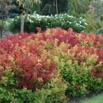 Cununița macrophylla de 20-30cm la ghiveci P9