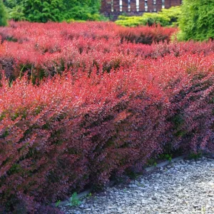 ifsixwasnine kelara ケララ Pieris “Temple Bells” – Arbust Ornamental