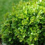 Dracila verde pitic (KOBOLD) de 20-30cm