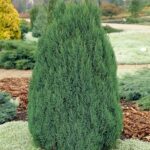 Ienupăr Stricta de 25-40cm la ghiveci P9