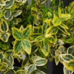 Puiet Salba verde cu galben_plantesiflori.ro