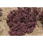 "Drăcilă (Berberis 'Concorde') de 35-45 cm la ghiveci de 2L"