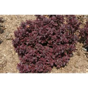 "Drăcilă (Berberis 'Concorde') de 35-45 cm la ghiveci de 2L"