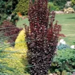 "Drăcilă (Berberis Thunbergii 'Helmond Pillar') de 45-55 cm la ghiveci de 2L"