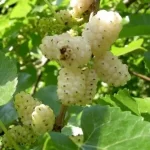 "Dud (Morus Alba) de 115-125 cm la ghiveci de 3L"
