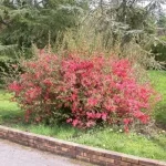 "Gutui Japonez Roz (Pink Lady) de 95-105 cm la ghiveci de 3L"