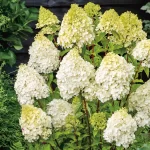"Hortensie Albă 'Polar Bear' de 25-40 cm la ghiveci de 2L"