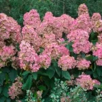 "Hortensie (Hydrangea Paniculata 'Early Sensation') de 45-55 cm la ghiveci de 2L"