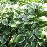 "Hosta 'Francee' de 25-35 cm la ghiveci de 2L"