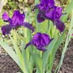 "Iris Pumila de 30-40 cm la ghiveci de 2L"