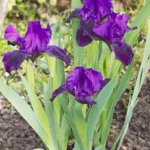 "Iris Pumila de 30-40 cm la ghiveci de 2L"