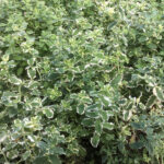 "Mentă 'Pineapple Mint' de 25-35 cm la ghiveci de 2L"