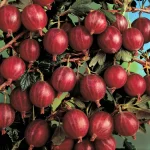 Agriș roșu "Red Invicta" 20-30 cm la ghiveci P9