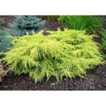 Ienupar Pftizeriana Aurea de 15-25cm la ghiveci P9