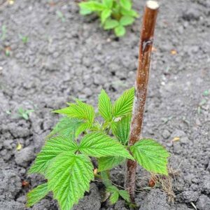 Pachet Zmeur remontant Polka de 40-50cm