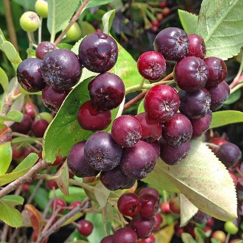 Aronia "Viking" 20-30cm la ghiveci mic p9