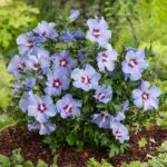 Hibiscus "Marina" 10-20cm la ghiveci mic p9