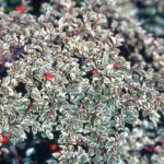 Cotoneaster "Variegatus" de 15-20cm la ghiveci mic p9