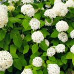 Hortensie alba "Sterilis" la ghiveci mic p9