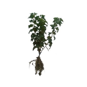 Pachet Mur Thornfree fara ghimpi anul 2 de 30-35cm