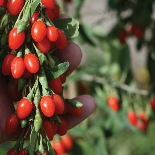 Goji (Lycium barbarum No.1) la ghiveci mic p9