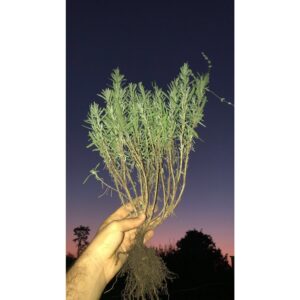 Pachet Tufe lavanda 20-30cm