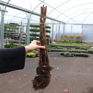 Pachet Zmeur Cayuga de 40-50cm