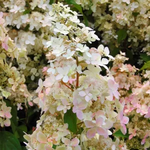 Hortensie "Paniculata Confetti" 10-20cm la ghiveci 0.7L