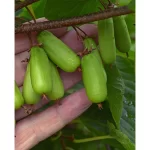 Kiwi "Kolomikta Dr Szymanowski" 20-30cm la ghiveci 0.7L