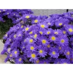 Aster  "Island Samoa" de 10cm la ghiveci 0.7L