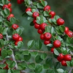 Cotoneaster de 15-25cm la ghiveci 0.7L