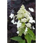 Hortensie "paniculata Levana" la ghiveci 0.7L