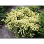 Taxus "Elegantissima" 10-20cm la ghiveci 0.7L