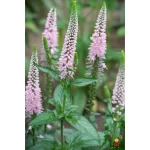 Veronica "First Choice" la ghiveci 0.7L