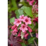Weigela "Tango" 15-30cm la ghiveci 0.7L