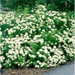 Cununita "betulifolia To'' la ghiveci 0.7L