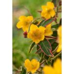 Sunatoare "Tricolor" 10-20cm la ghiveci 0.7L