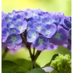 Hortensie "macrophylla Diva Fiore" 20-25cm la ghiveci 0.7L