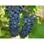 Vița de vie "Vitis Marechal Foch" de 30-40cm la ghiveci 2L