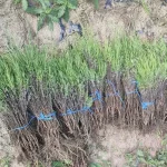 Pachet 10 Butasi lavanda Angustifolia Sevtopolis