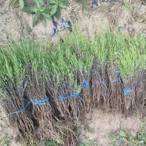 Butasi lavanda Angustifolia Sevtopolis