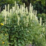Agastache "Alabaster" la ghiveci 0.7L