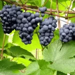 Vița de vie "Vitis Rondo" de 30-40cm la ghiveci 2L