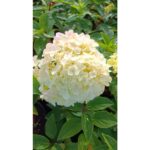 Hortensie "Silver Dollar" 20-30cm la ghiveci 0.7L