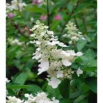 Hortensie "Kyushu" 25-40cm la ghiveci de 0.7L