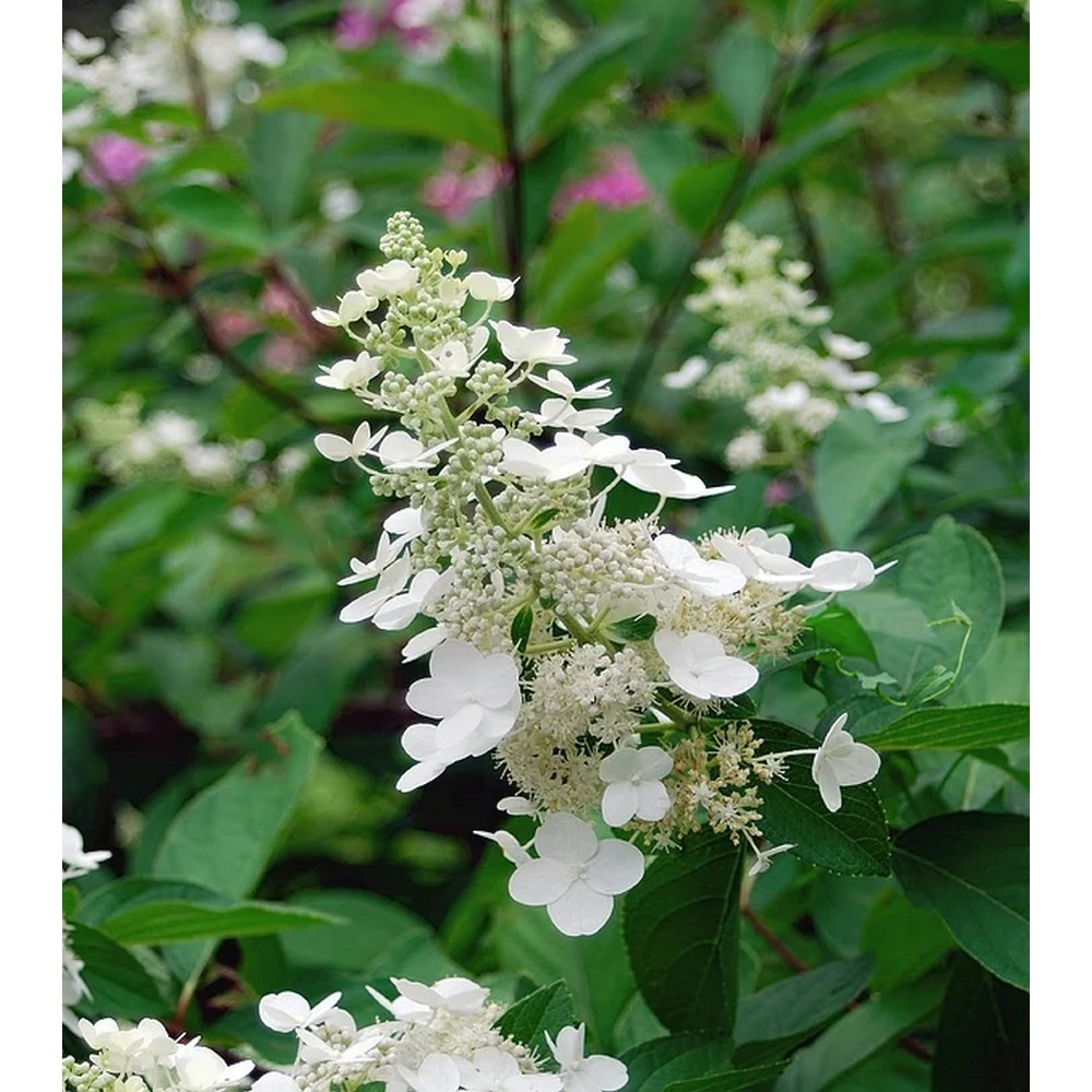 Hortensie "Kyushu" 25-40cm la ghiveci de 0.7L