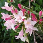 Weigela "Splendid" 20-30cm la ghiveci de 0.7L