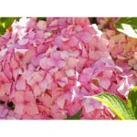 Hortensie "Gertrud Glahn" 25-40cm la ghiveci de 0.7L