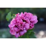 Hibiscus "Duc de Brabant" 25-35cm la ghiveci de 0.7L