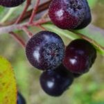 Aronia "Nero" 20-30cm la ghiveci 0.7L